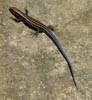 A Blue Tailed Skink.